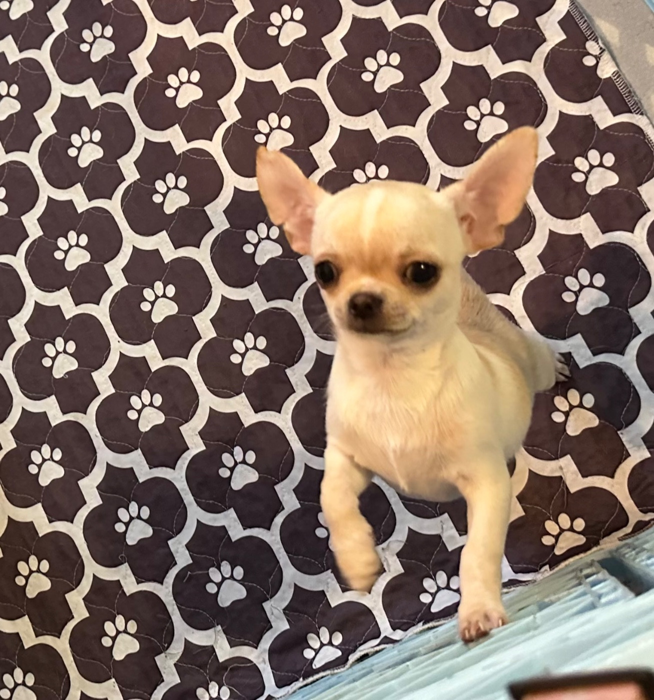 Des Dunes De Keremma - Chiots disponibles - Chihuahua