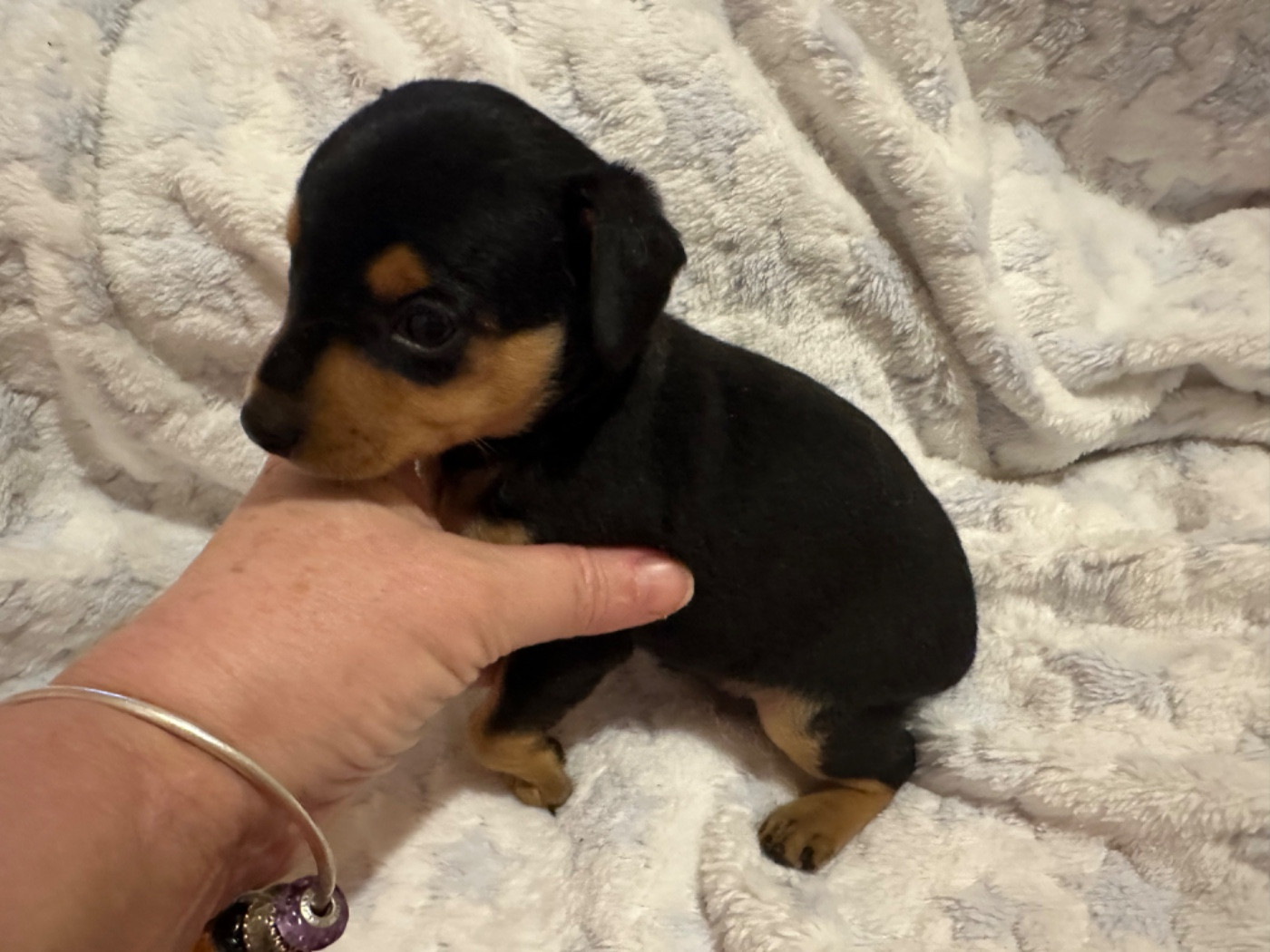 Des Dunes De Keremma - Chiots disponibles - Russkiy Toy (Petit Chien Russe)