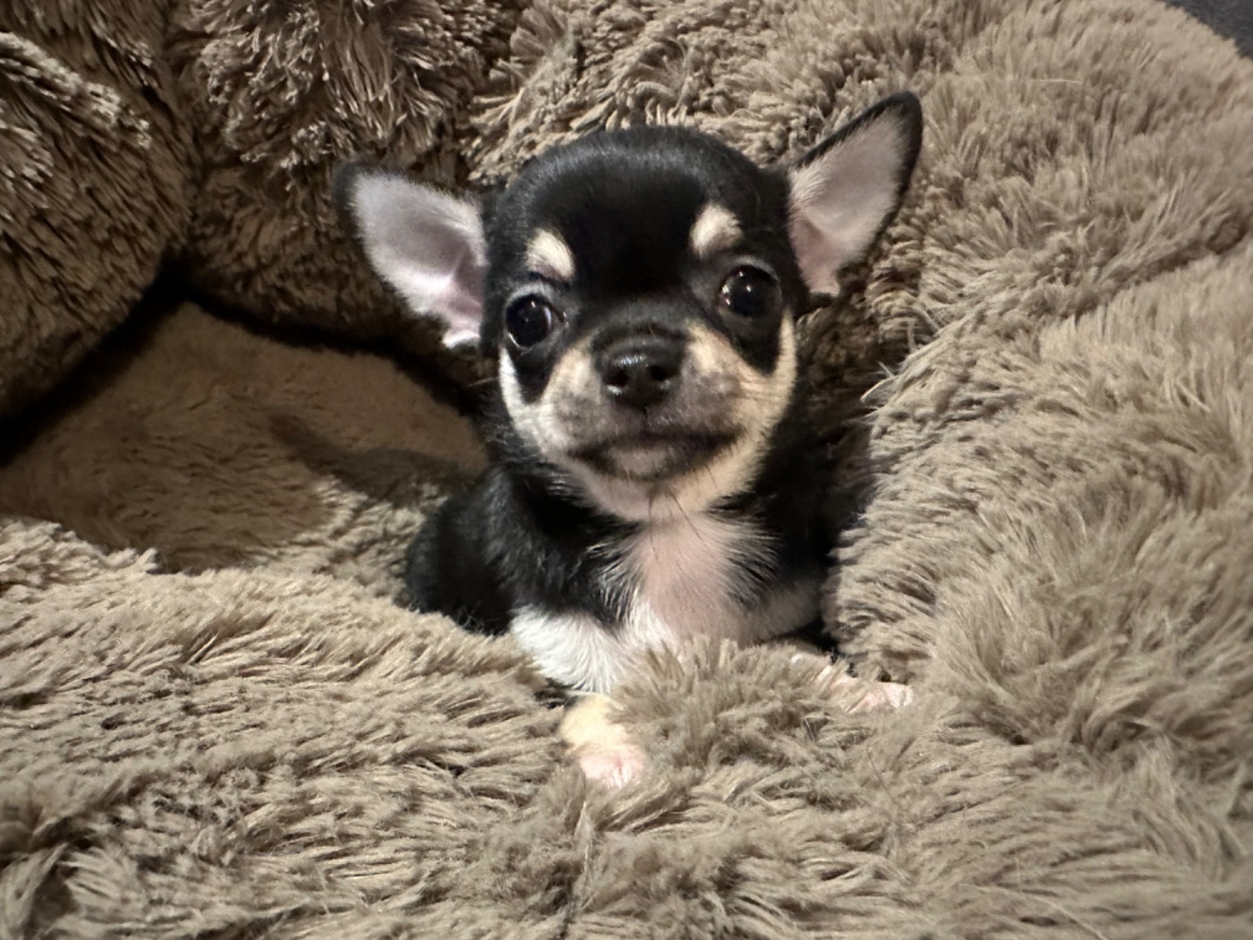 Des Dunes De Keremma - Chiots disponibles - Chihuahua