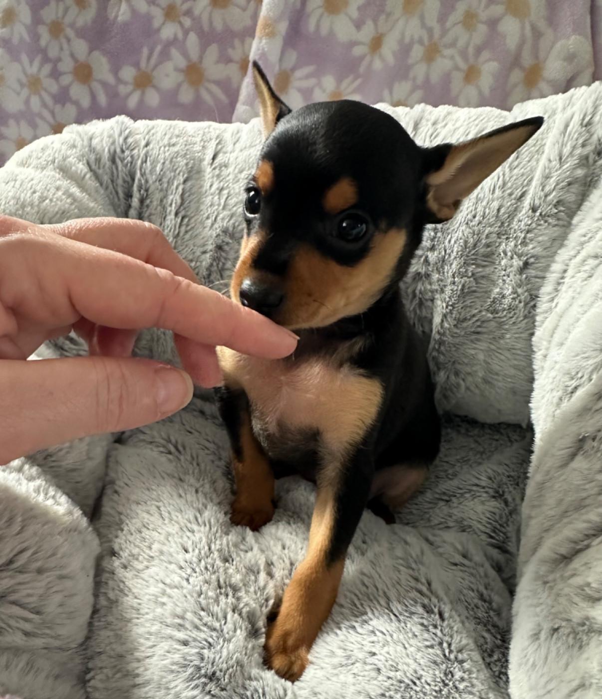 Des Dunes De Keremma - Russkiy Toy (Petit Chien Russe) - Portée née le 20/01/2026