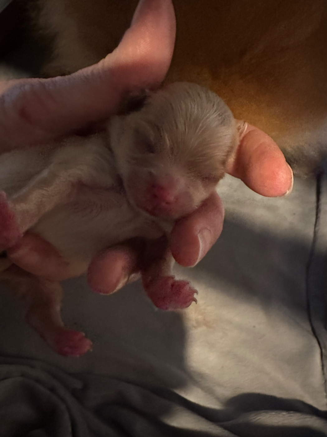 Des Dunes De Keremma - Chiots disponibles - Spitz allemand