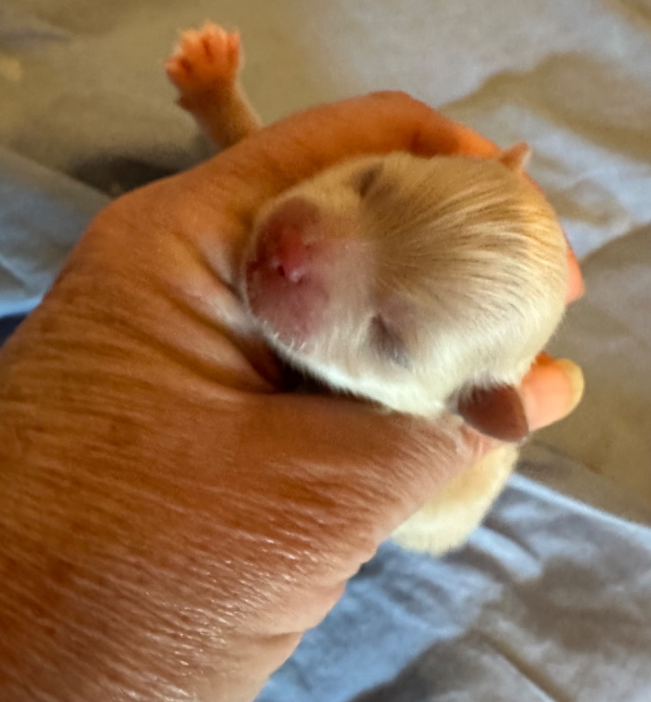 Des Dunes De Keremma - Chiots disponibles - Spitz allemand