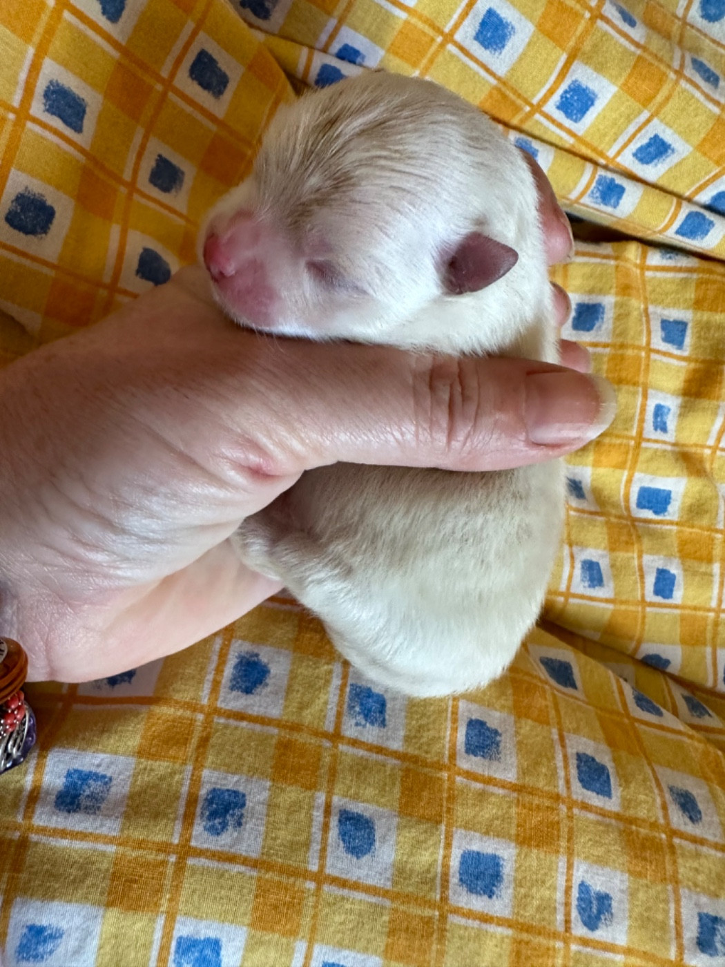 Des Dunes De Keremma - Chiots disponibles - Spitz allemand