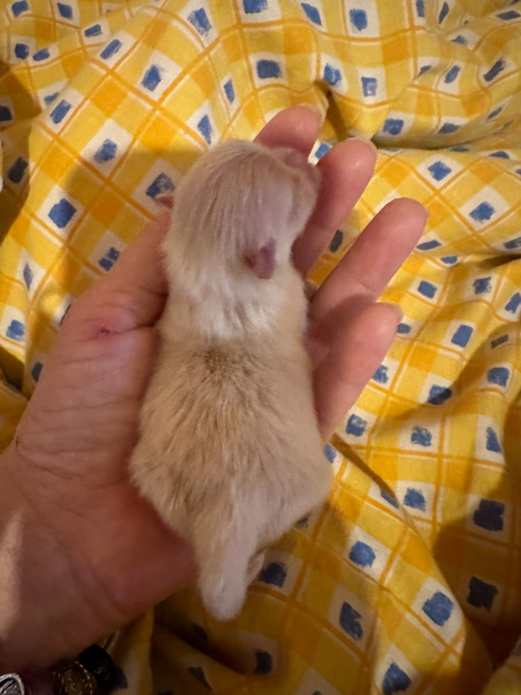 Des Dunes De Keremma - Chiots disponibles - Spitz allemand