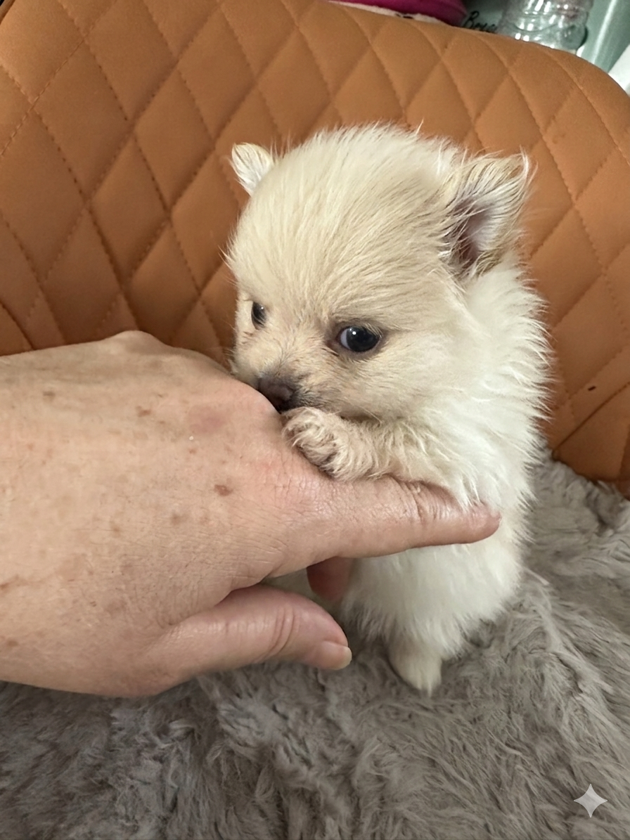 Des Dunes De Keremma - Chiots disponibles - Spitz allemand