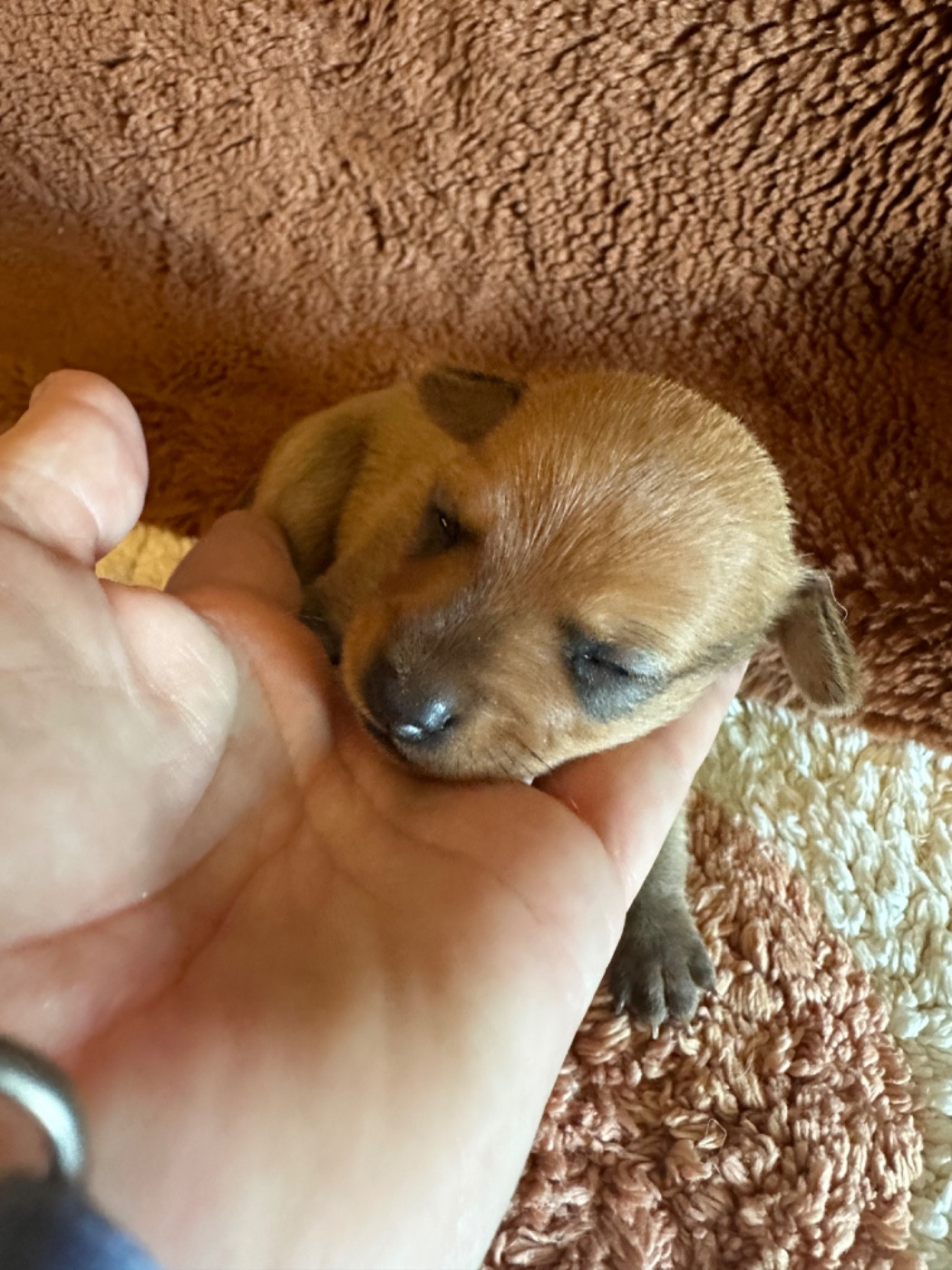 Des Dunes De Keremma - Chiots disponibles - Russkiy Toy (Petit Chien Russe)