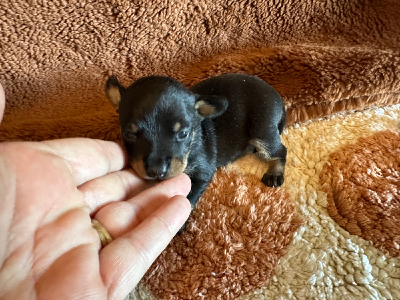 Des Dunes De Keremma - Chiots disponibles - Russkiy Toy (Petit Chien Russe)