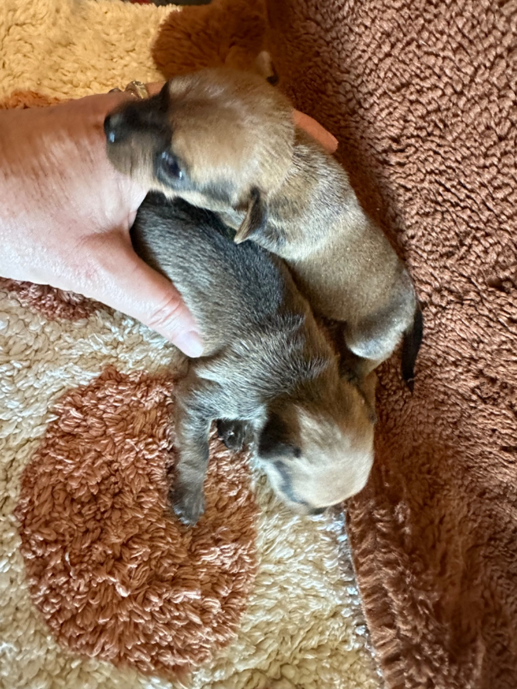 Des Dunes De Keremma - Chiots disponibles - Russkiy Toy (Petit Chien Russe)