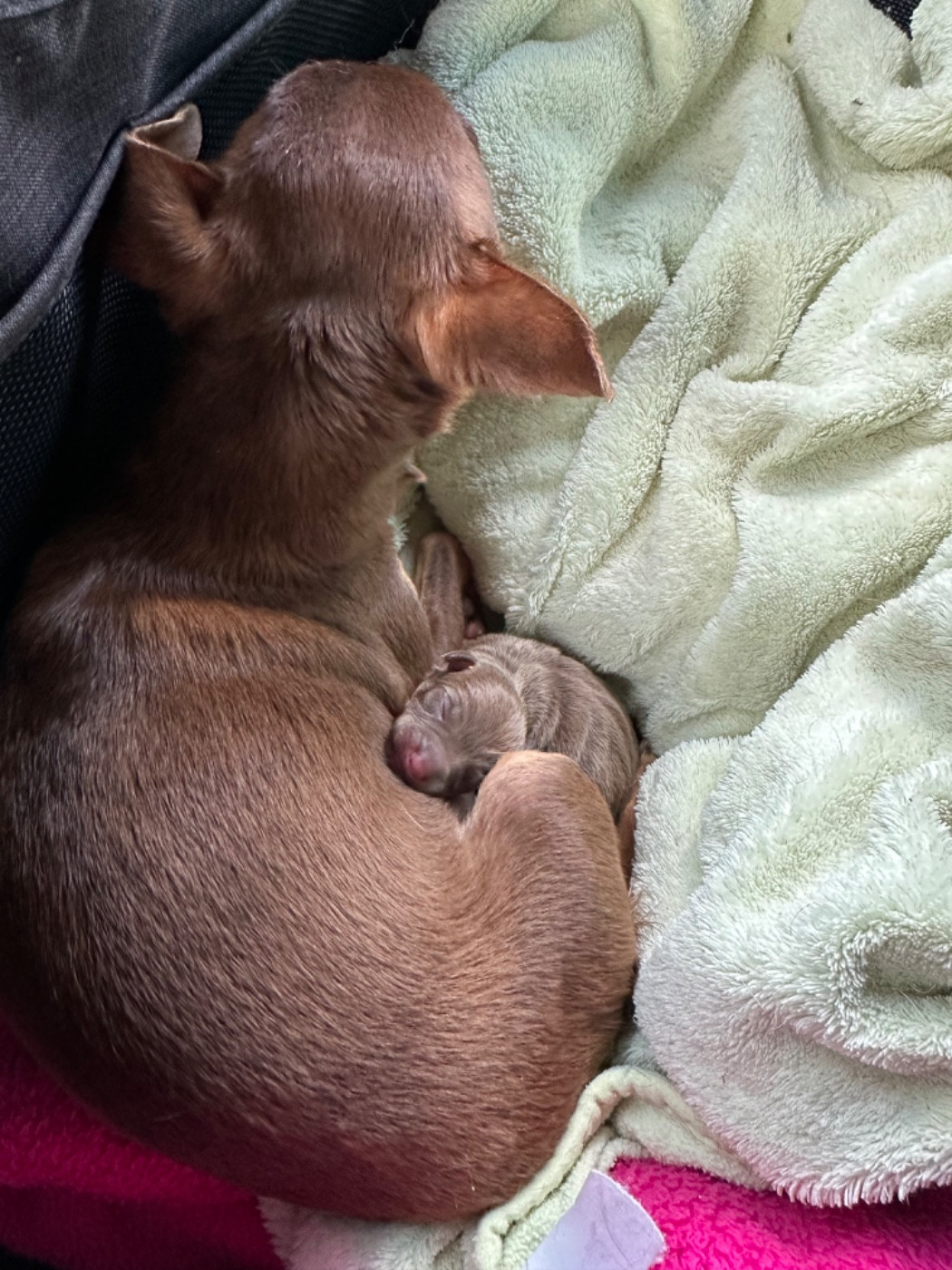 Des Dunes De Keremma - Chiots disponibles - Russkiy Toy (Petit Chien Russe)