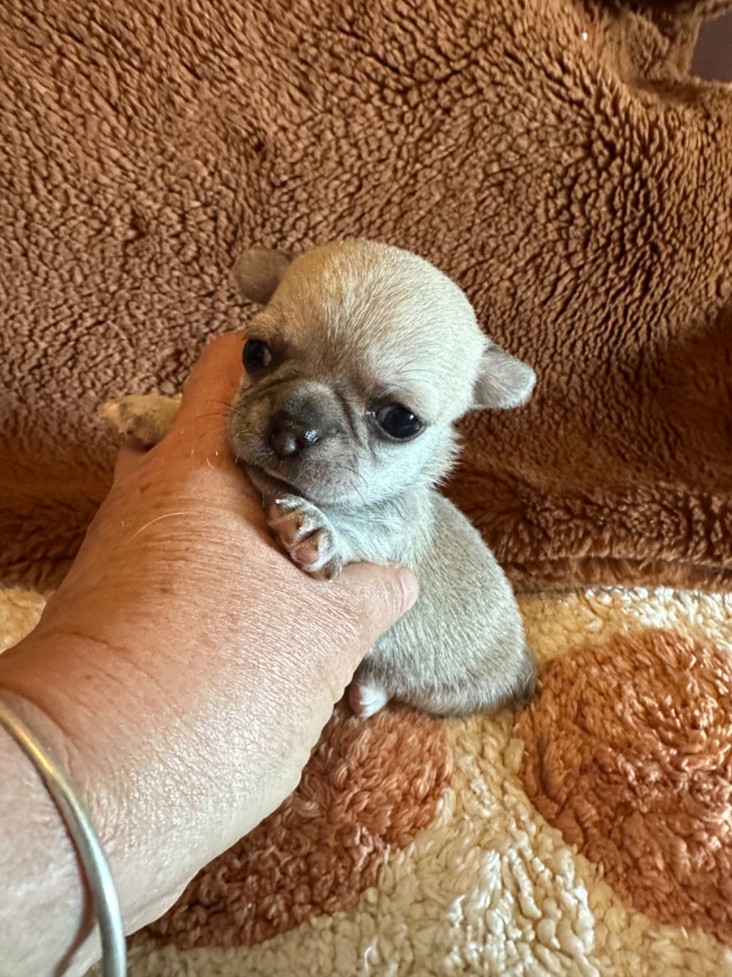 Des Dunes De Keremma - Chiots disponibles - Chihuahua