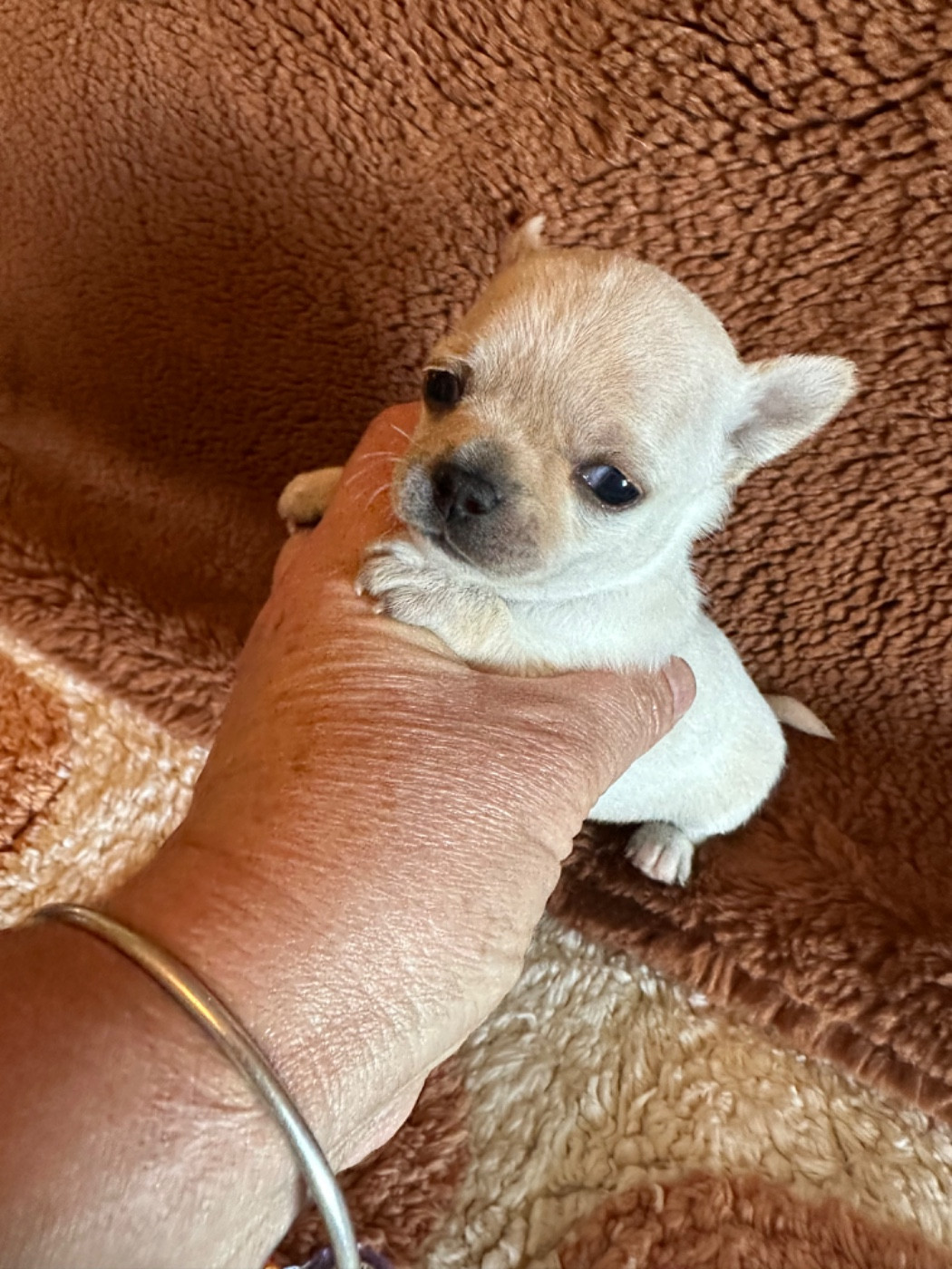 Des Dunes De Keremma - Chiots disponibles - Chihuahua