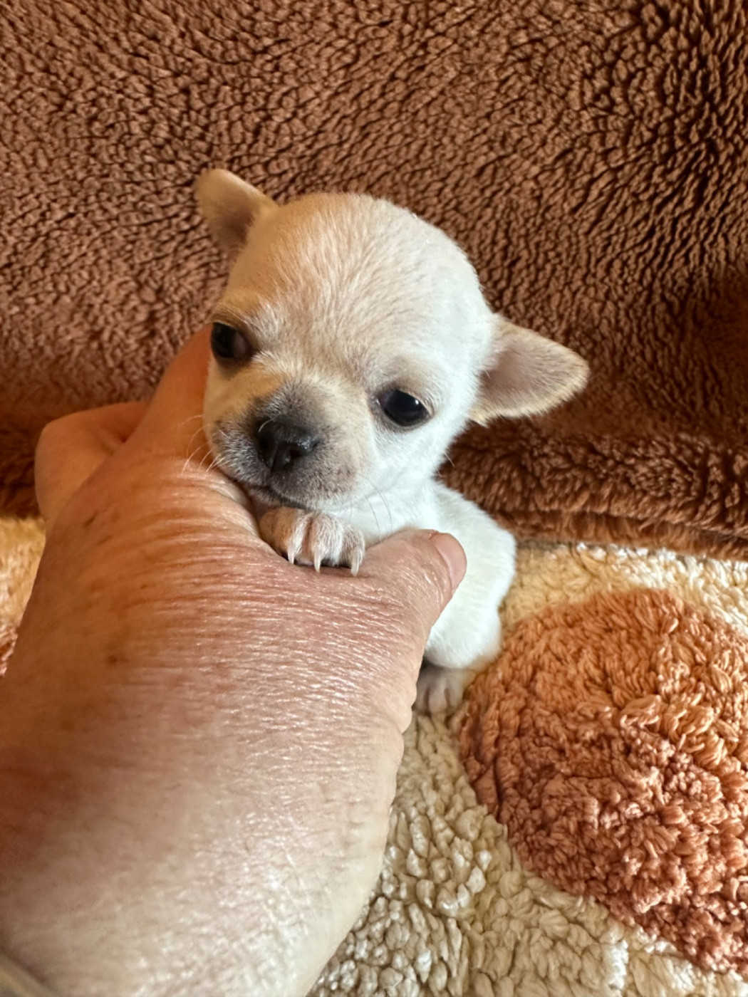 Chiot Chihuahua Des Dunes De Keremma