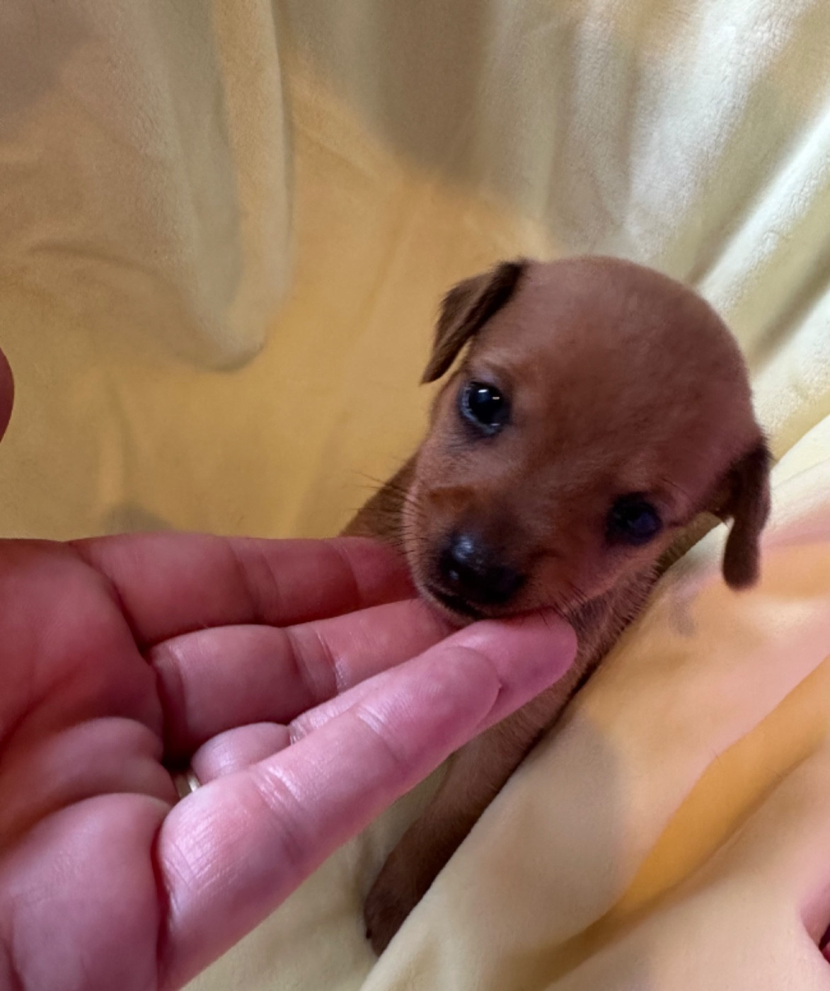 Des Dunes De Keremma - Chiots disponibles - Russkiy Toy (Petit Chien Russe)