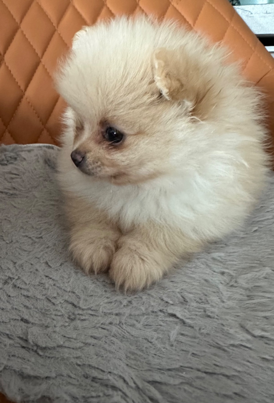 Chiot Spitz allemand Des Dunes De Keremma