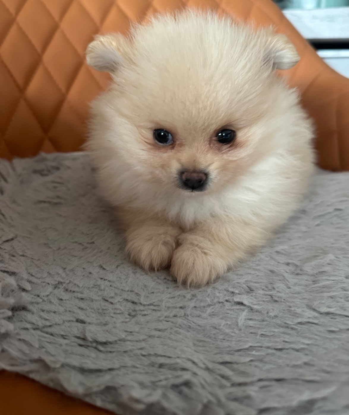Des Dunes De Keremma - Chiots disponibles - Spitz allemand