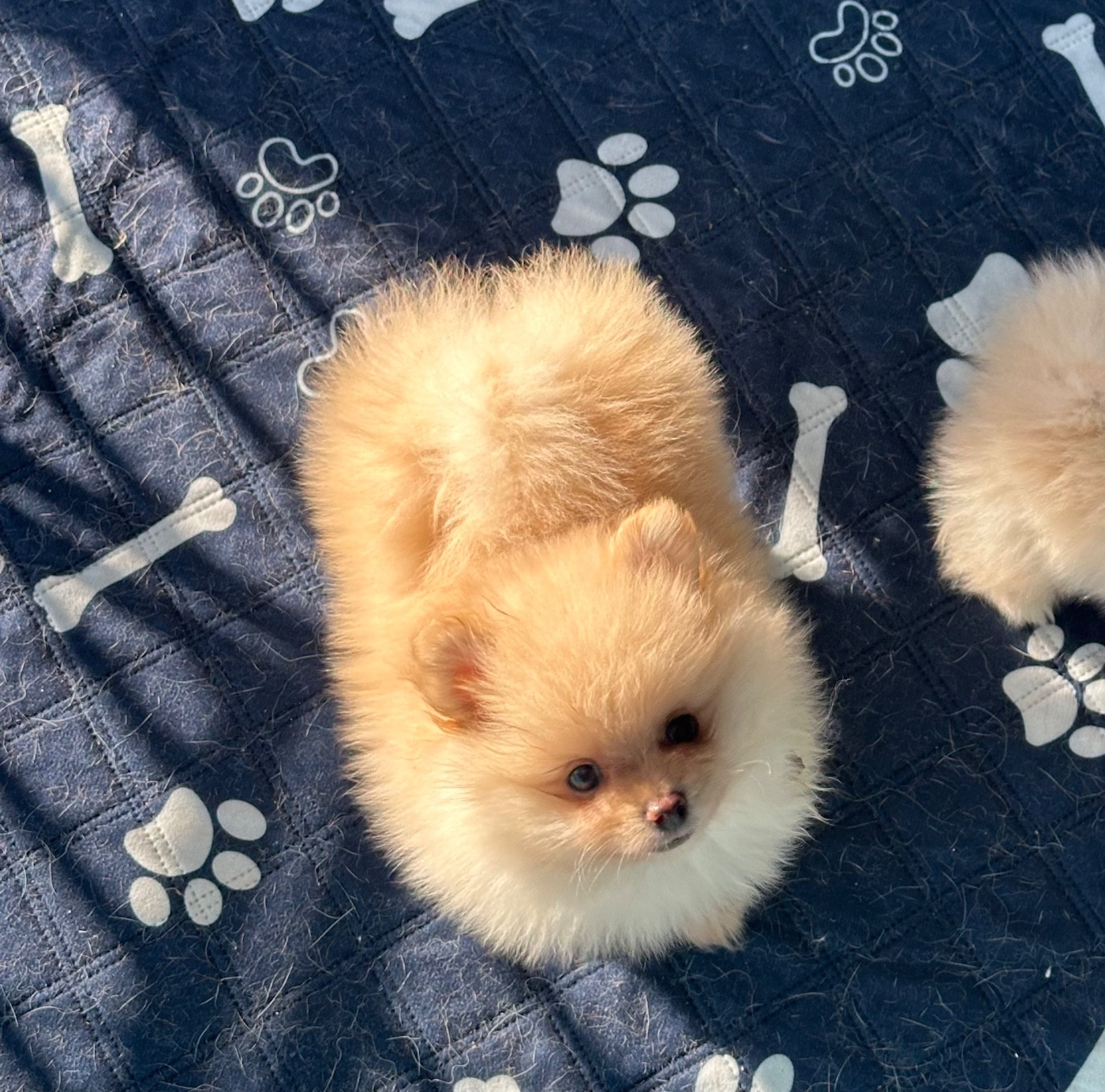Des Dunes De Keremma - Chiots disponibles - Spitz allemand