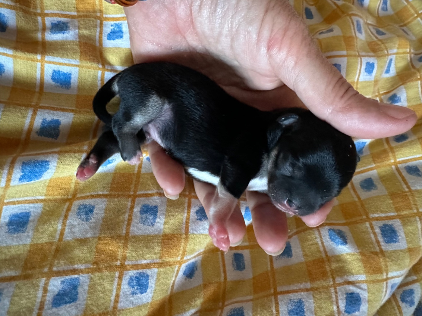 Des Dunes De Keremma - Chiots disponibles - Chihuahua