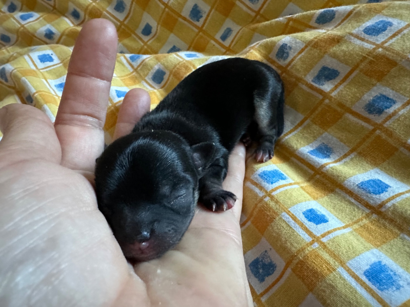 Chiot Chihuahua Des Dunes De Keremma