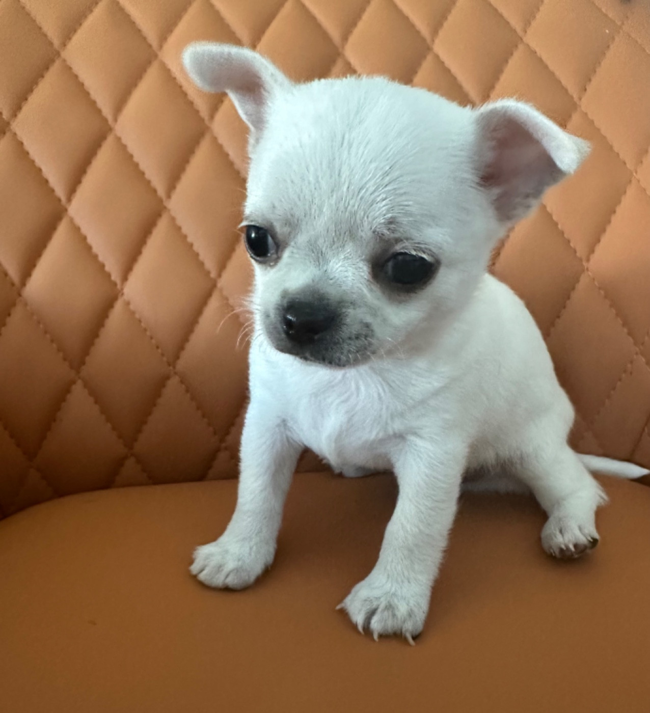 Des Dunes De Keremma - Chiots disponibles - Chihuahua