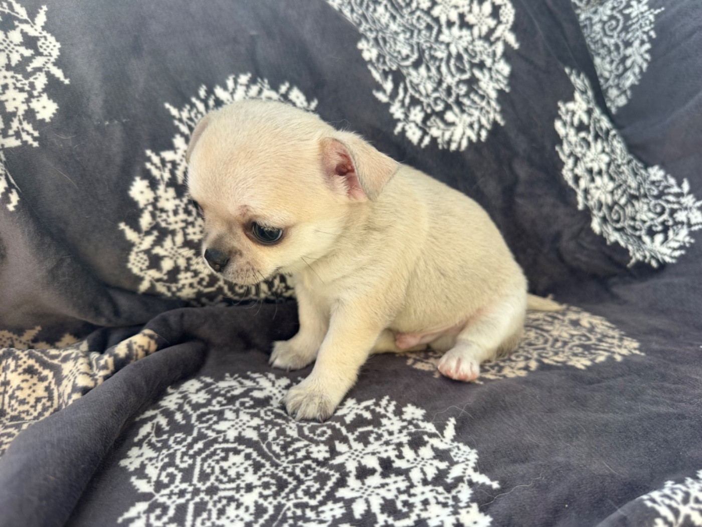 Des Dunes De Keremma - Chiots disponibles - Chihuahua