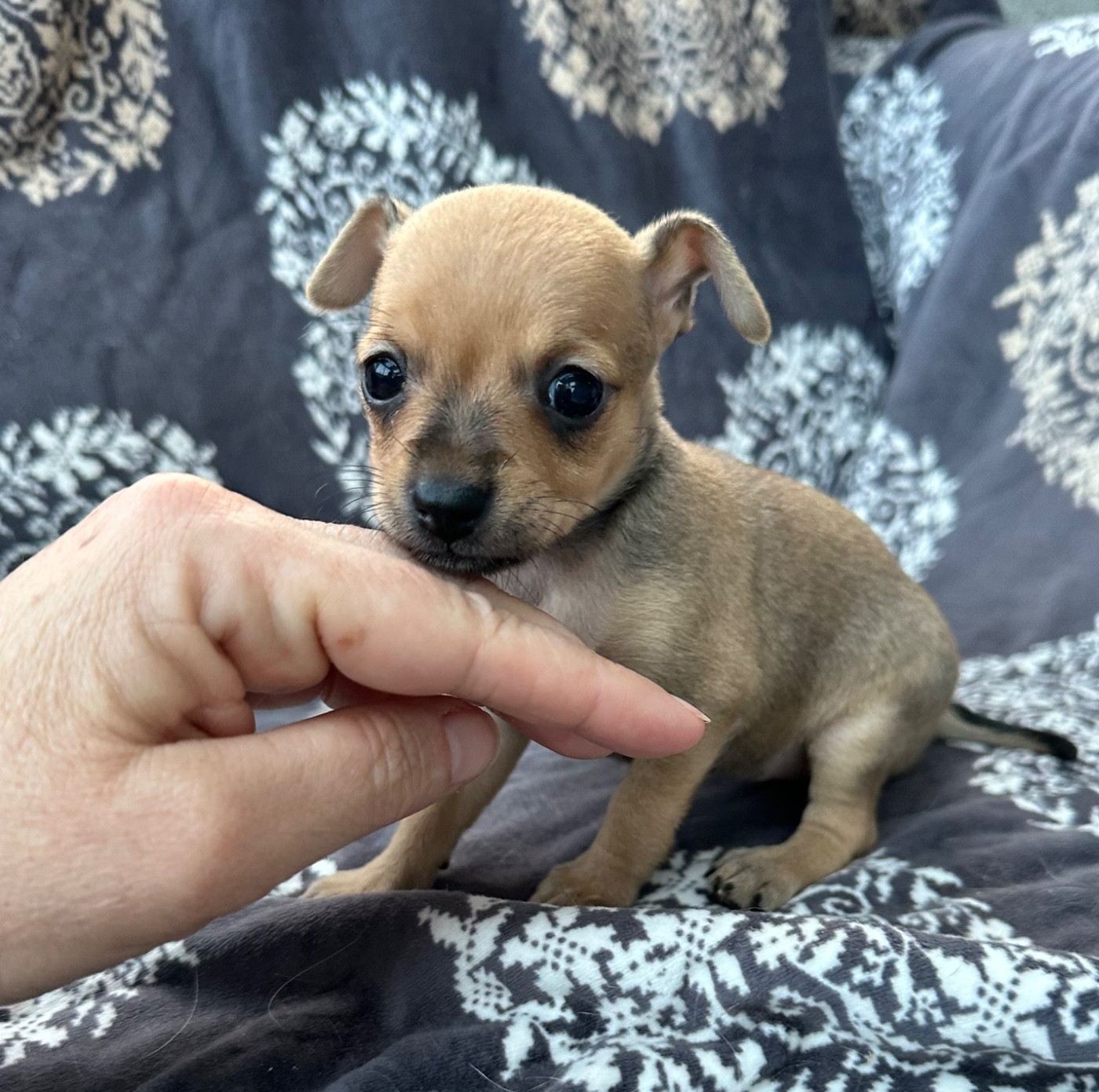 Des Dunes De Keremma - Chiots disponibles - Russkiy Toy (Petit Chien Russe)