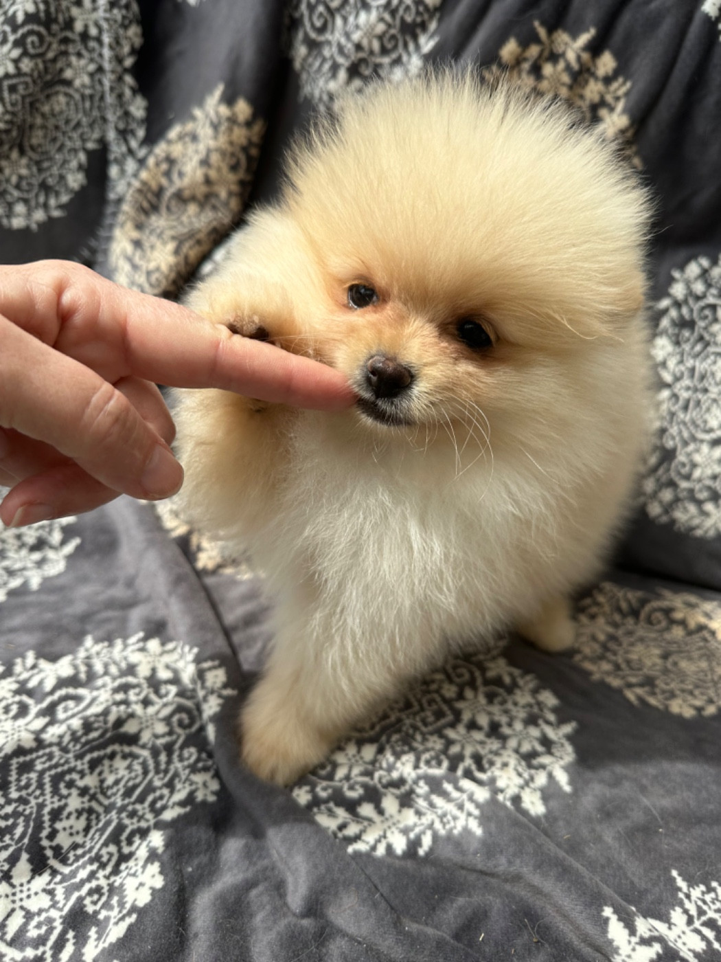 Des Dunes De Keremma - Chiots disponibles - Spitz allemand
