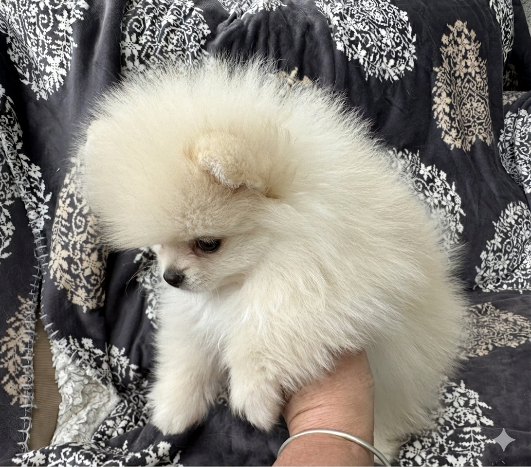 Chiot Spitz allemand Des Dunes De Keremma