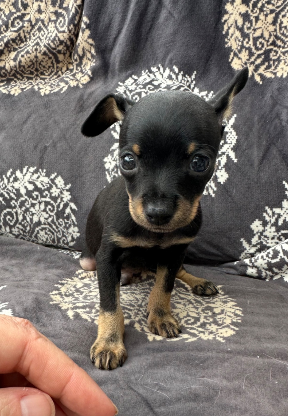 Des Dunes De Keremma - Chiots disponibles - Russkiy Toy (Petit Chien Russe)
