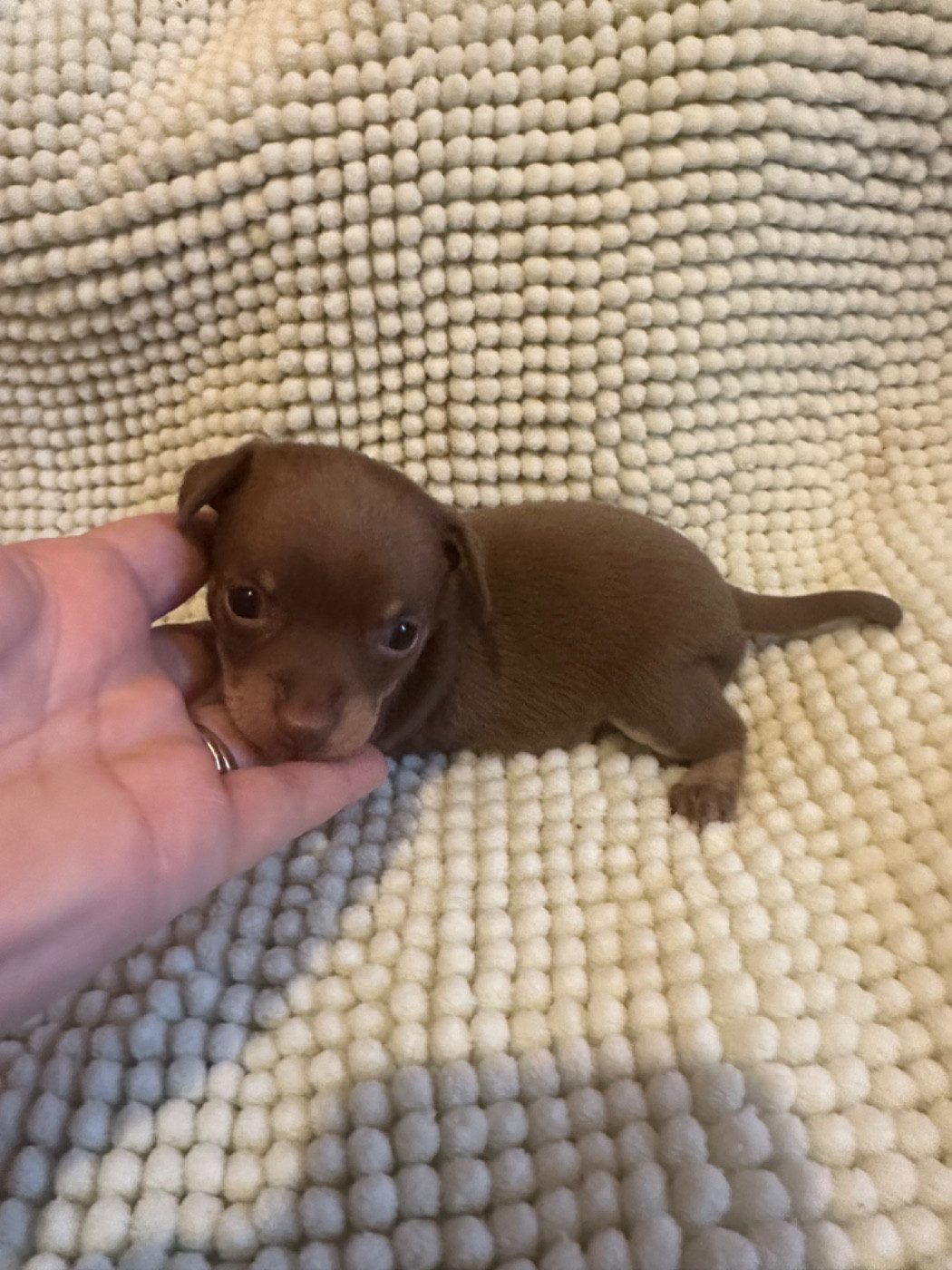 Des Dunes De Keremma - Chiots disponibles - Russkiy Toy (Petit Chien Russe)