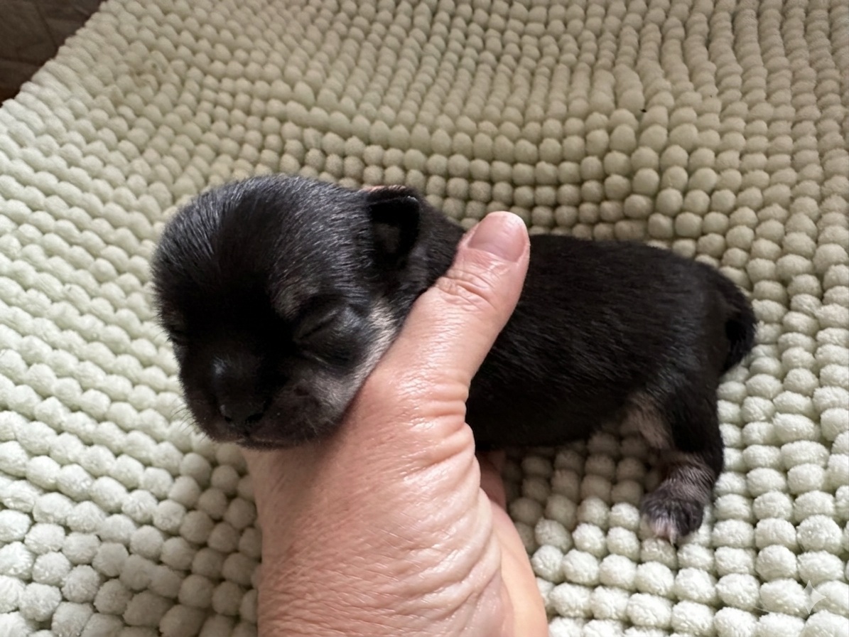 Des Dunes De Keremma - Chiots disponibles - Chihuahua