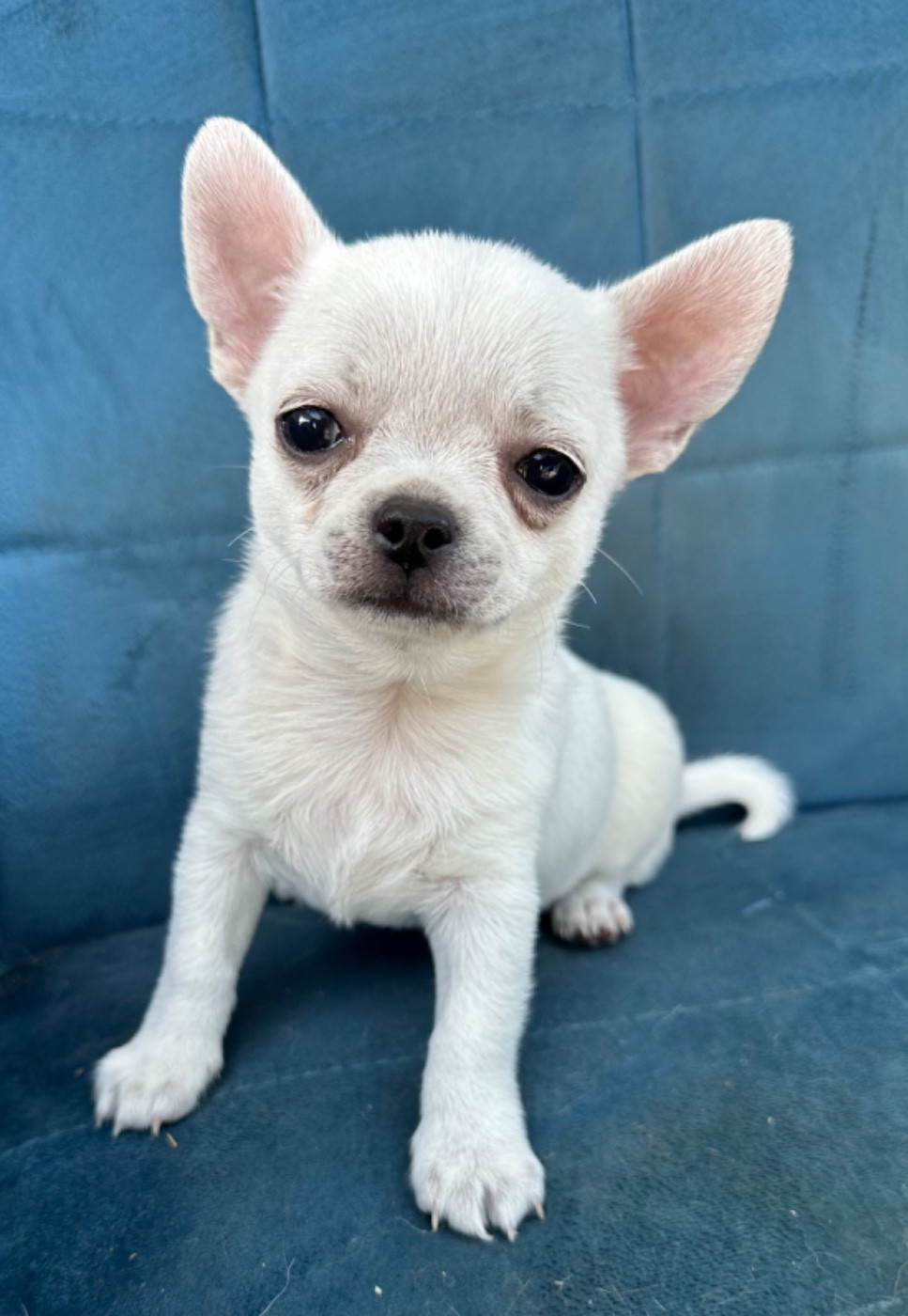 Chiot Chihuahua Des Dunes De Keremma