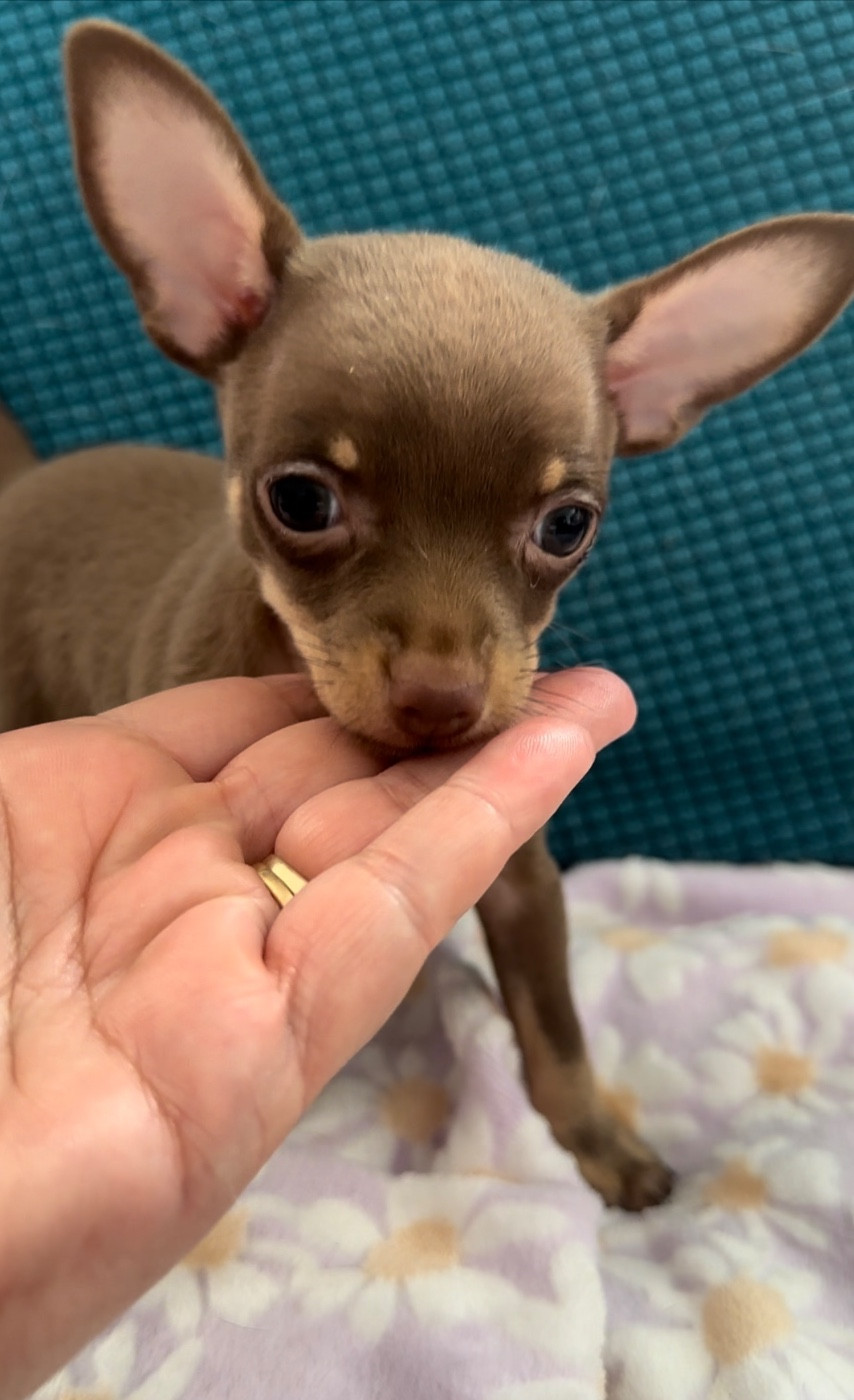 Chiot Russkiy Toy (Petit Chien Russe) Des Dunes De Keremma