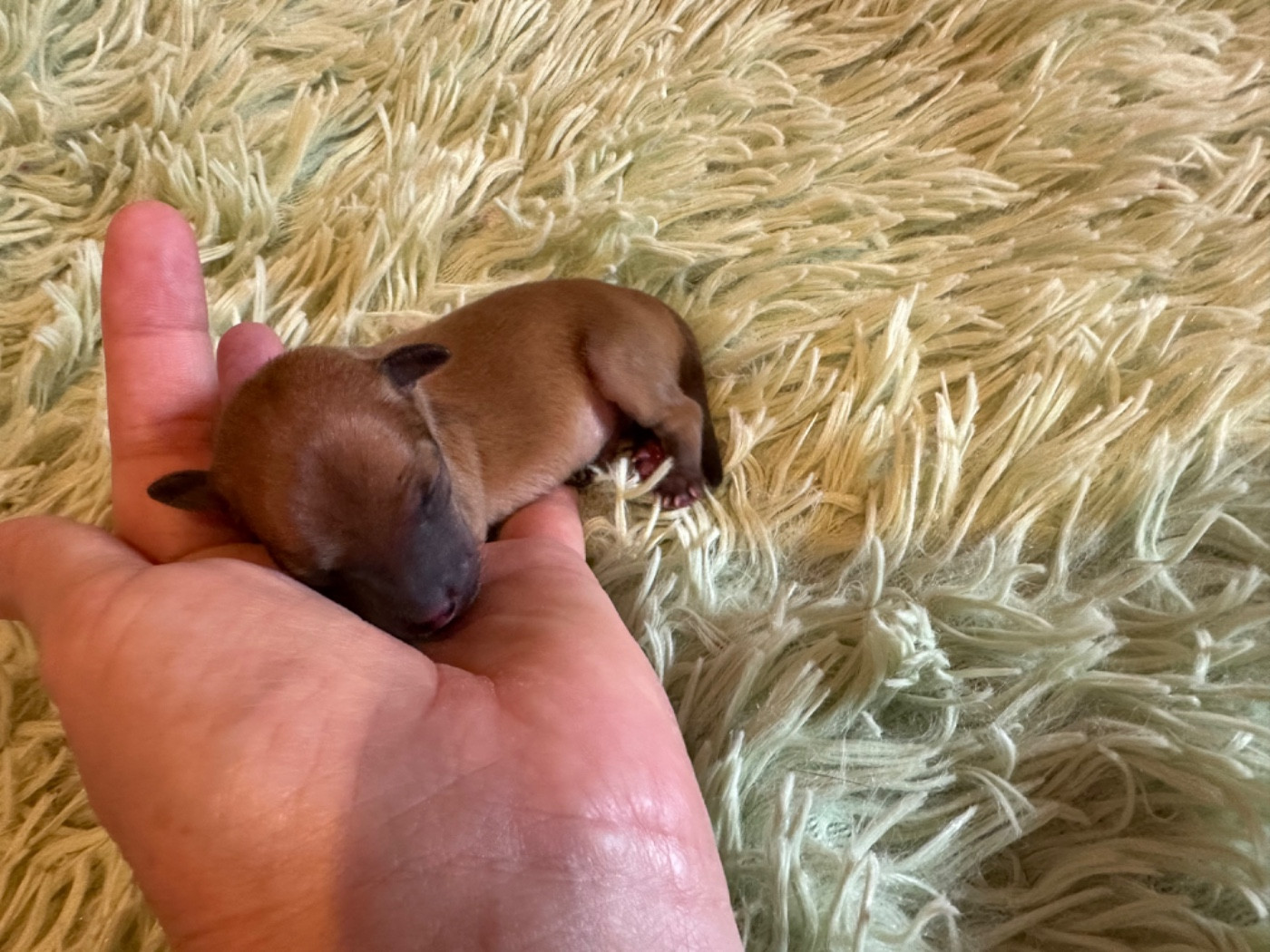 Des Dunes De Keremma - Chiots disponibles - Russkiy Toy (Petit Chien Russe)