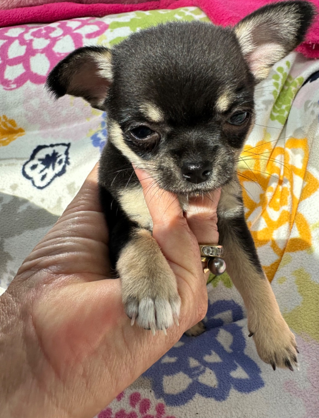 Des Dunes De Keremma - Chiots disponibles - Chihuahua