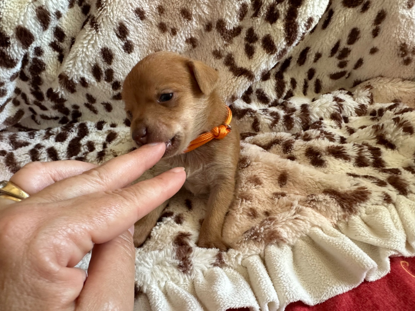 Des Dunes De Keremma - Chiots disponibles - Russkiy Toy (Petit Chien Russe)