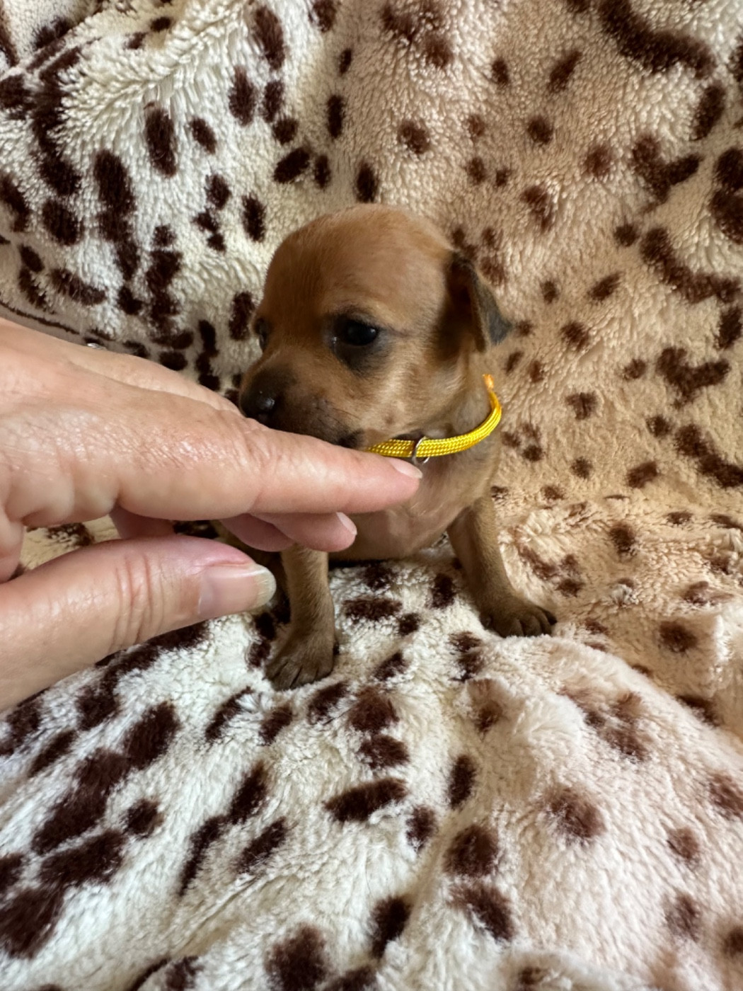 Des Dunes De Keremma - Chiots disponibles - Russkiy Toy (Petit Chien Russe)