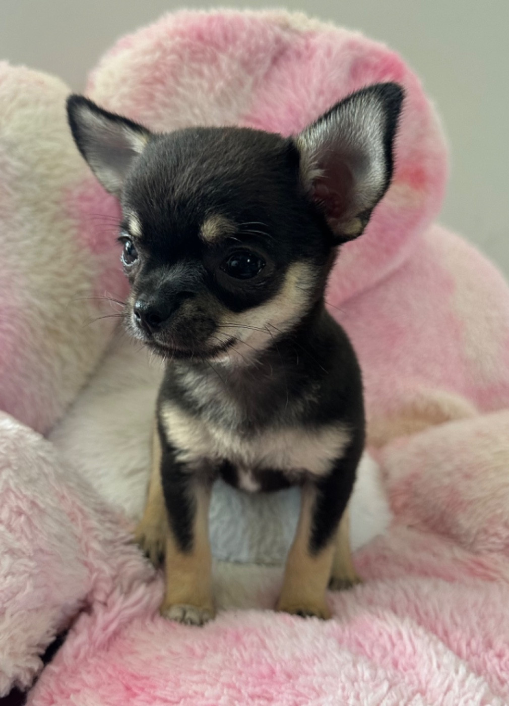 Des Dunes De Keremma - Chiots disponibles - Chihuahua