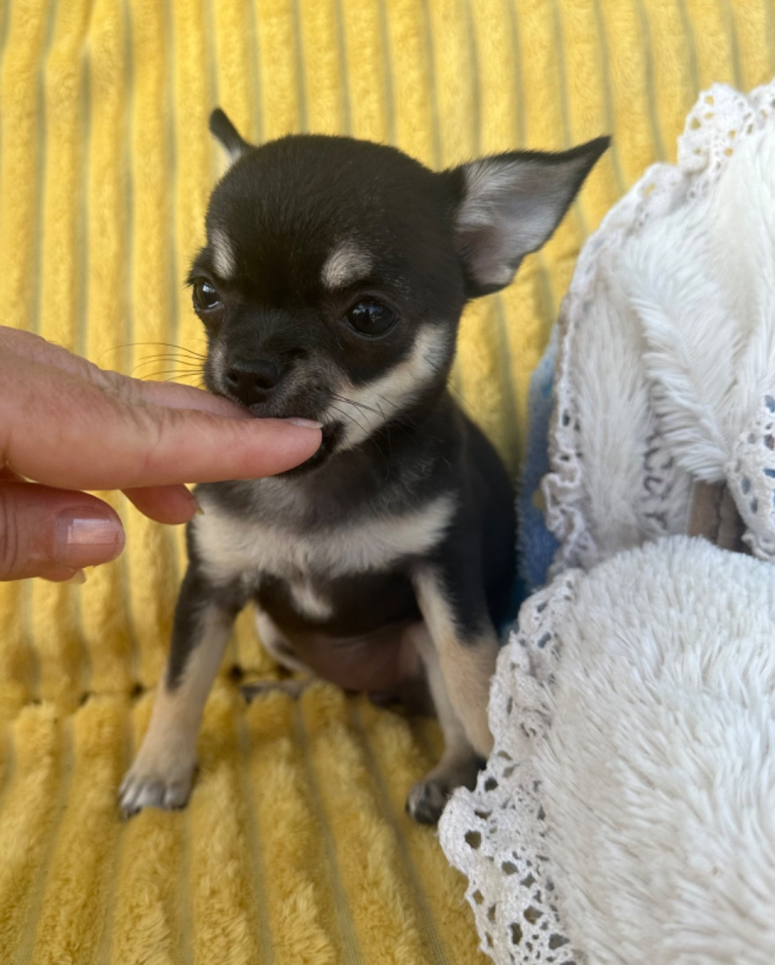 Des Dunes De Keremma - Chiots disponibles - Chihuahua
