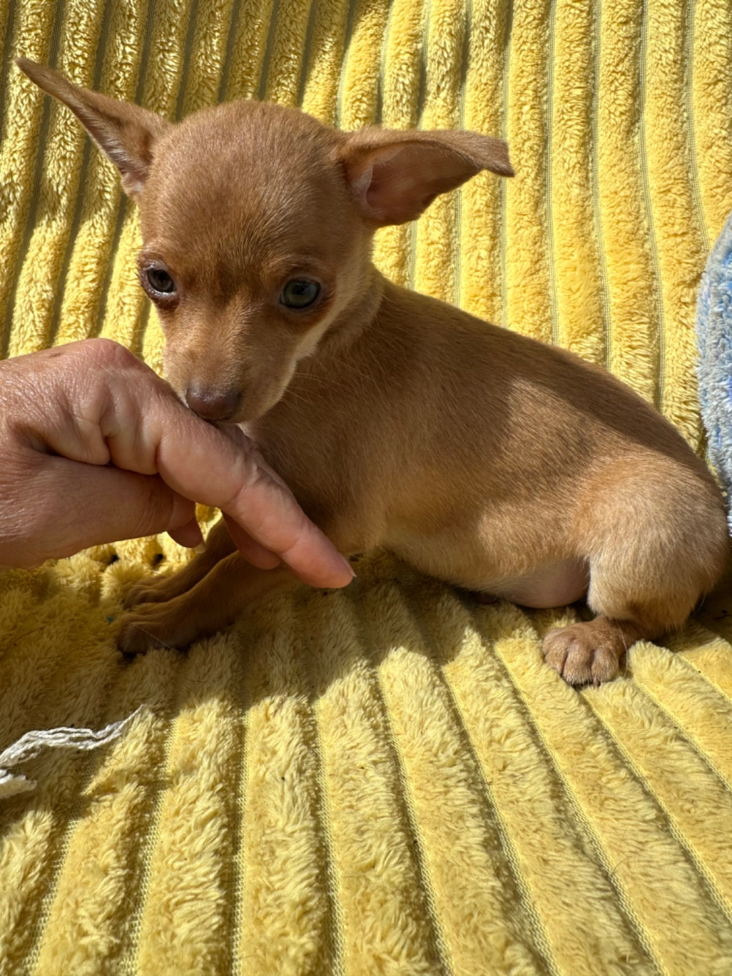 Des Dunes De Keremma - Chiots disponibles - Russkiy Toy (Petit Chien Russe)