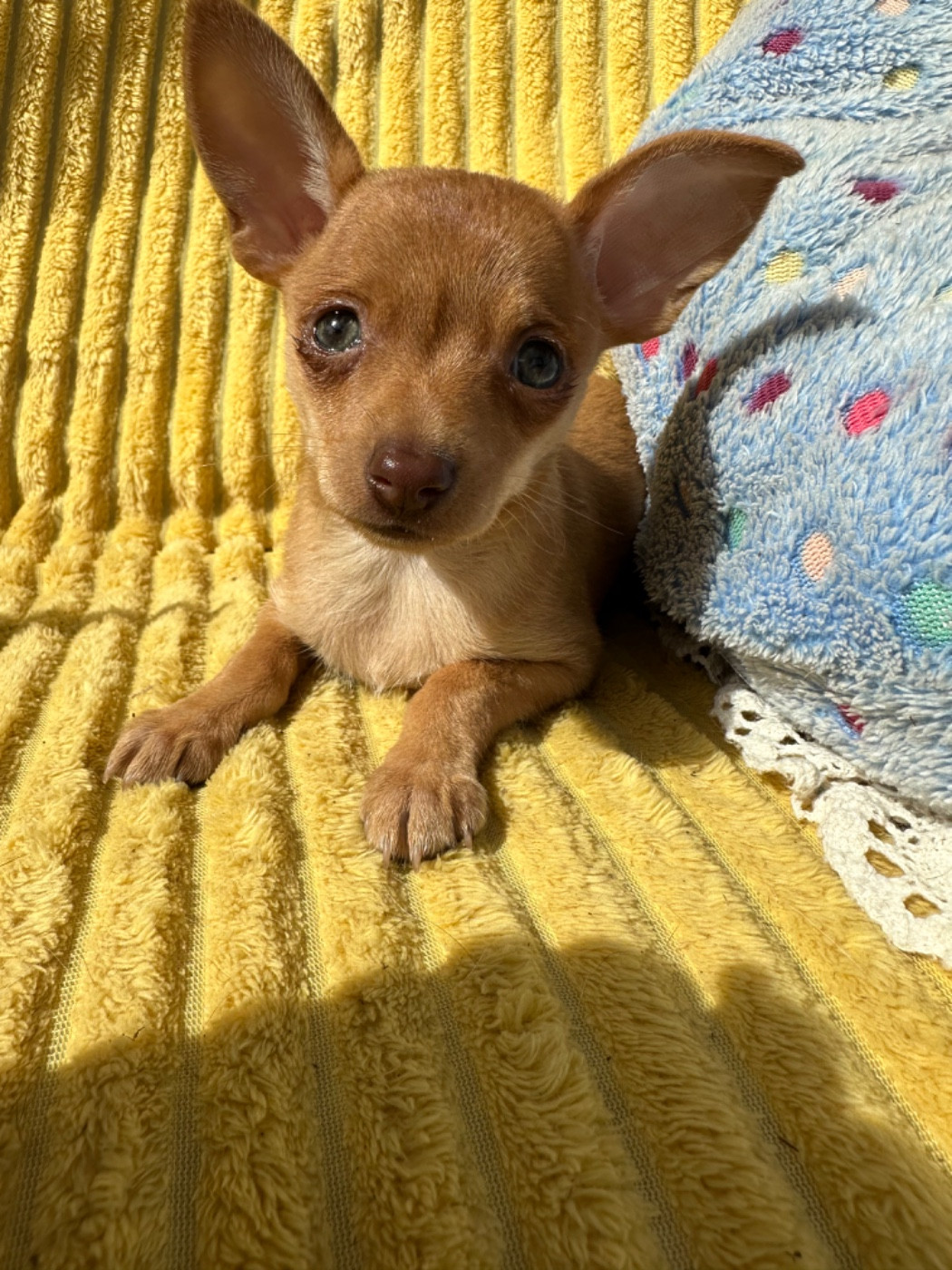 Chiot Russkiy Toy (Petit Chien Russe) Des Dunes De Keremma
