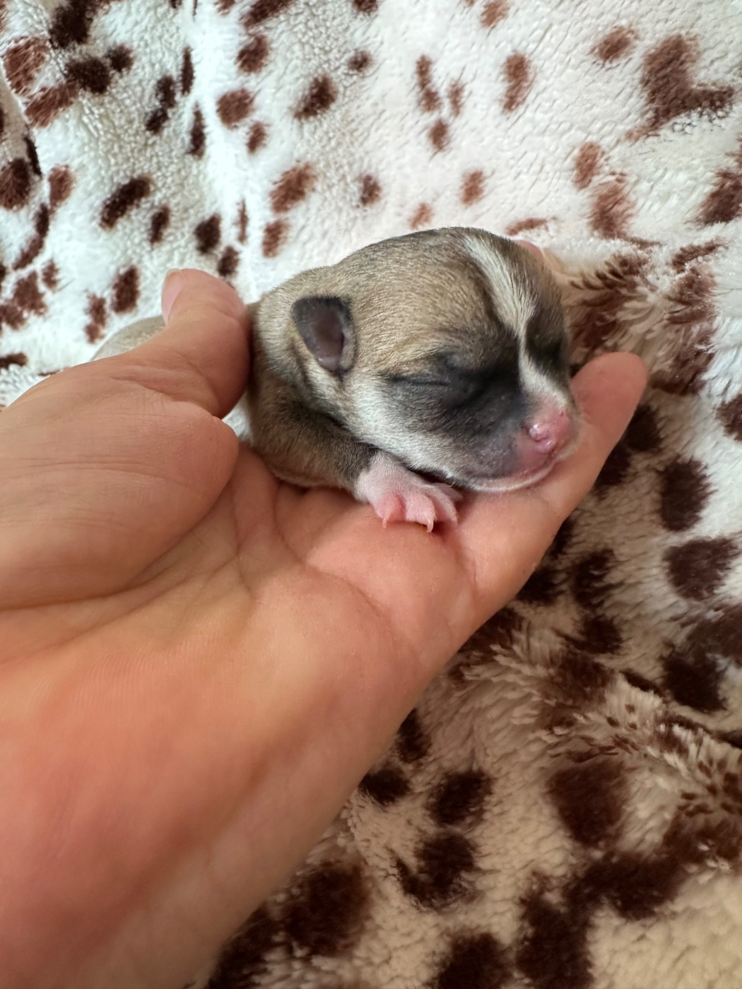 Des Dunes De Keremma - Chiots disponibles - Chihuahua