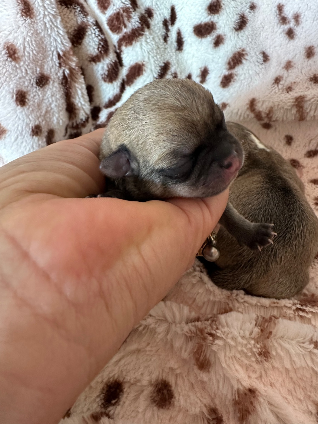 Des Dunes De Keremma - Chiots disponibles - Chihuahua