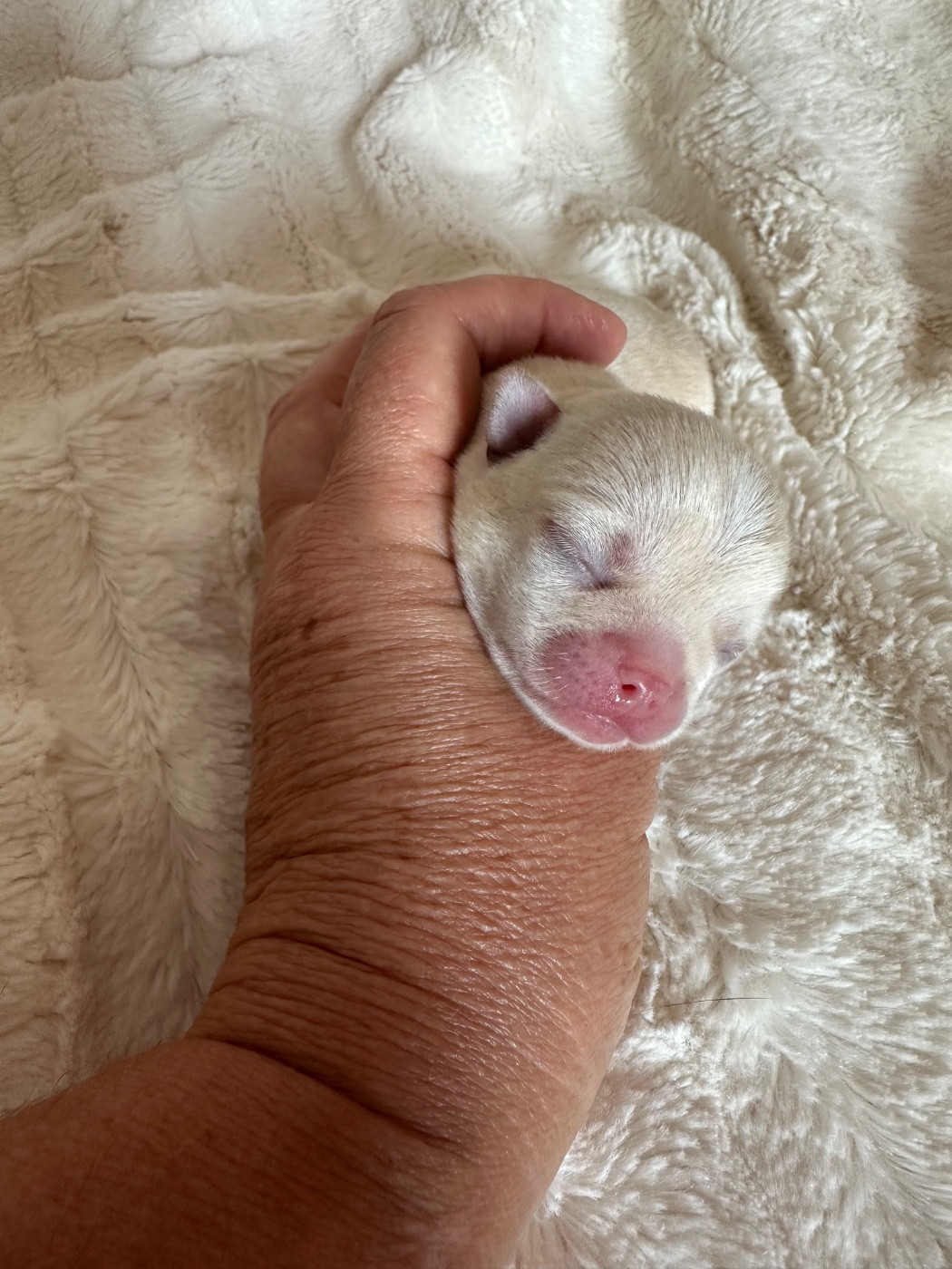 Des Dunes De Keremma - Chiots disponibles - Chihuahua