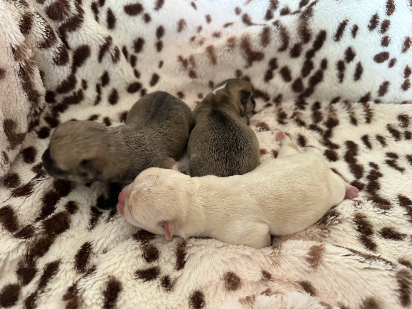 Chiot Chihuahua Des Dunes De Keremma