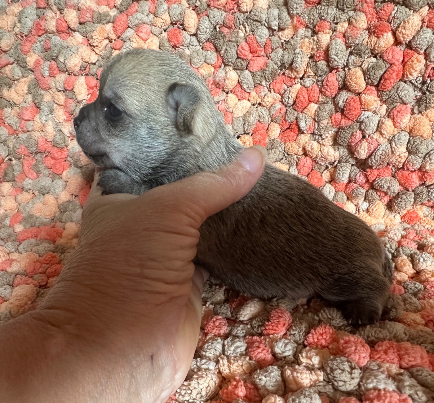 Des Dunes De Keremma - Chiots disponibles - Chihuahua
