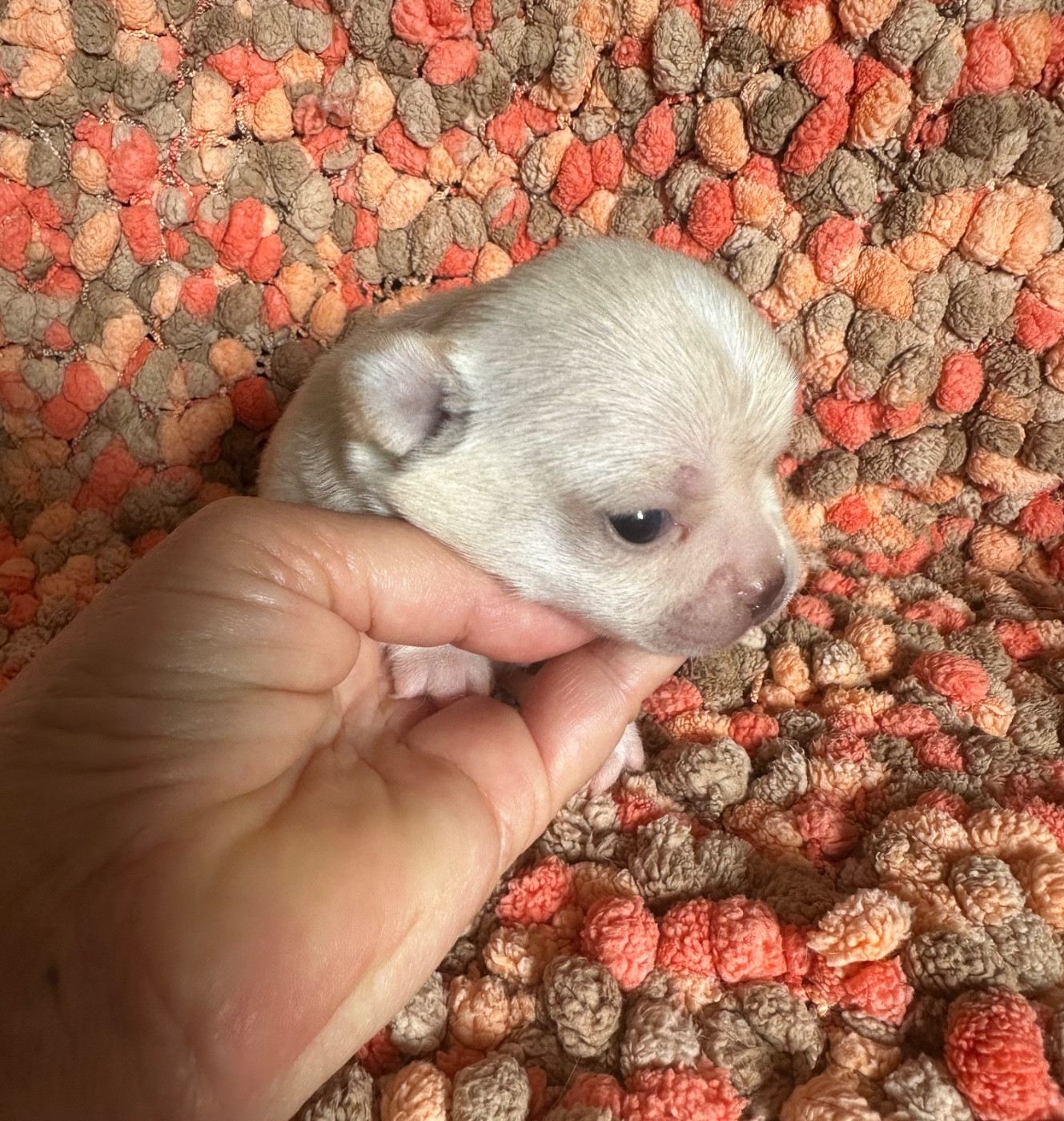Des Dunes De Keremma - Chiots disponibles - Chihuahua