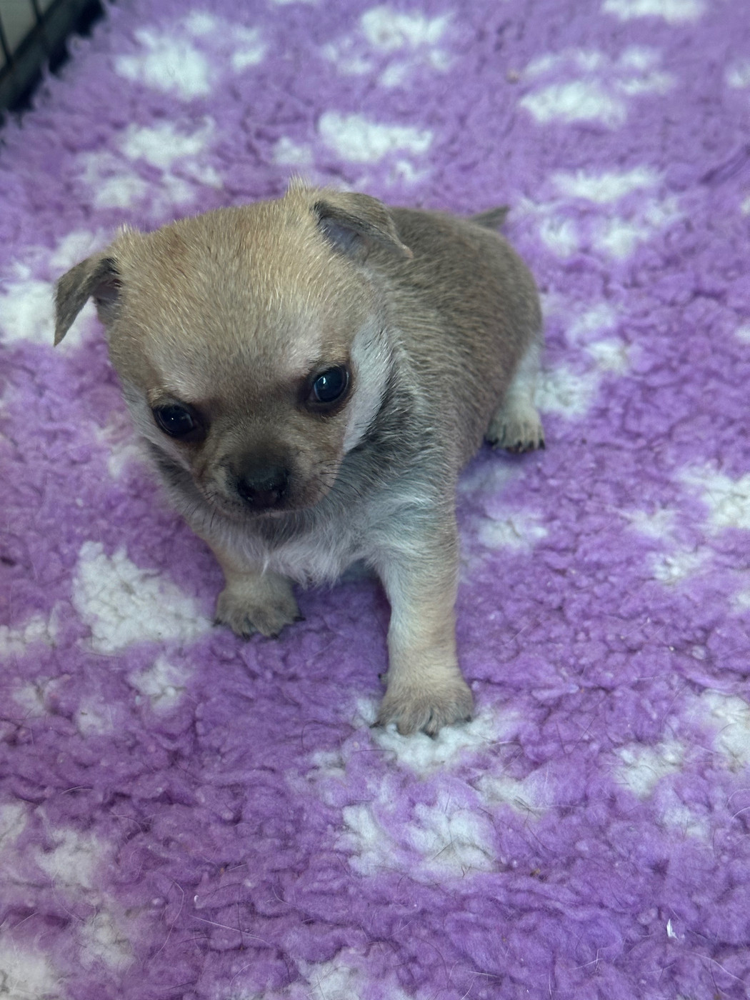 Des Dunes De Keremma - Chiots disponibles - Chihuahua