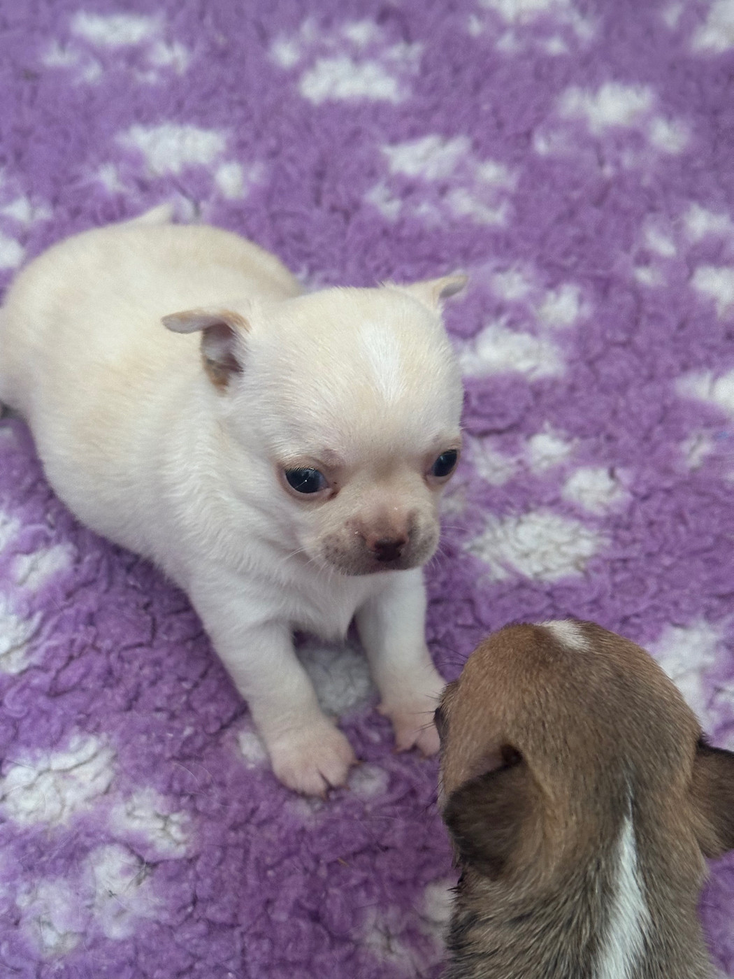 Des Dunes De Keremma - Chiots disponibles - Chihuahua