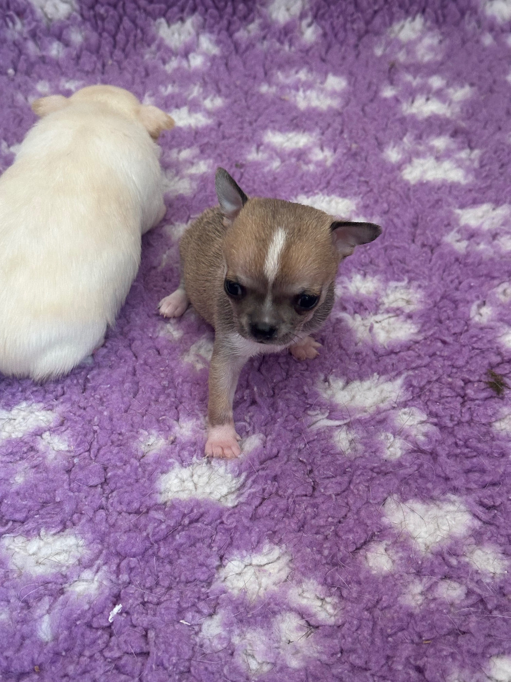 Des Dunes De Keremma - Chiots disponibles - Chihuahua