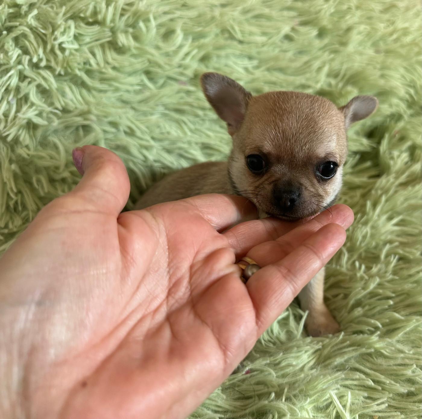 Des Dunes De Keremma - Chiots disponibles - Chihuahua